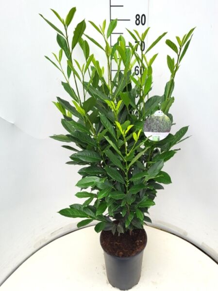 Prunus laurocerasus 'Elly' / Kirschlorbeer 'Elly' 60-80 cm C5, immergrüne Pflanze im Topf mit glänzenden grünen Blättern