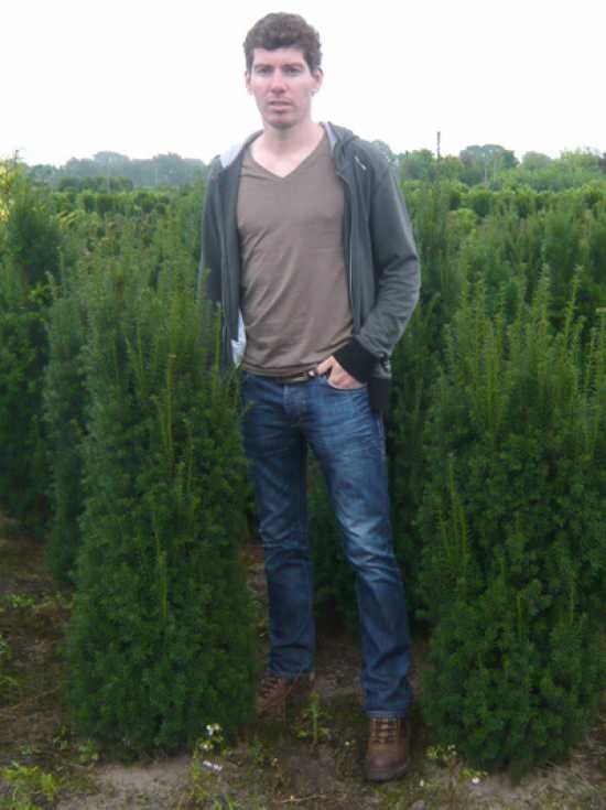 Kegel-Eibe - Taxus baccata 'Overeynderi' - Baumschule NewGarden
