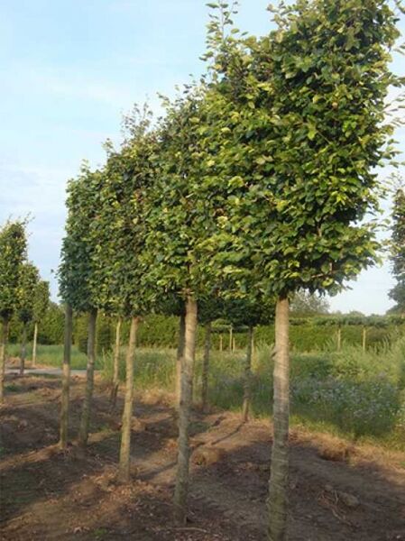Rot-Buche 'Hochstamm-Spalier' H:160 B:160 T:20 (Stamm 210 cm) / Fagus sylvatica