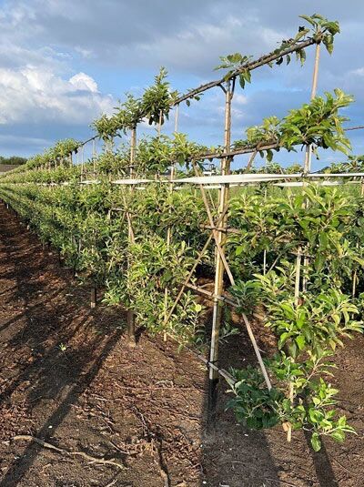 Malus domestica 'James Grieve' / Apfel James Grieve, Boden-Spalier mit Stamm und waagerecht geführten Trieben am Stützgerüst