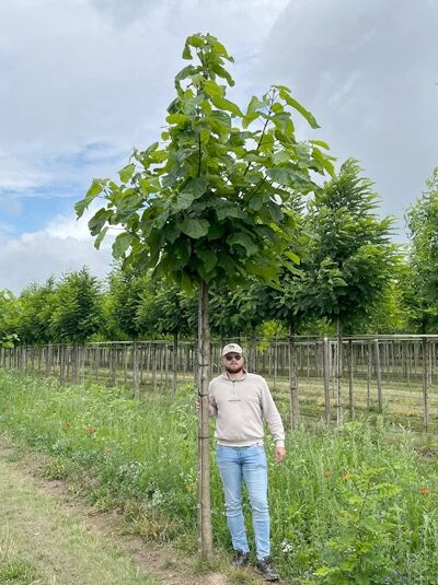 Catalpa bignonioides (Trompetenbaum) Hochstamm 14-16 StU mit Drahtballen, Baum mit geradem Stamm und grüner Krone