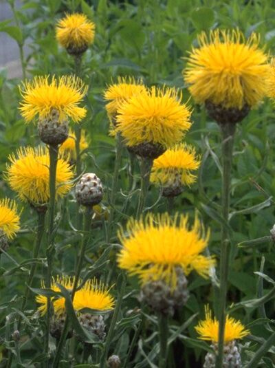 Chartolepis glastifolia (Waidblättrige Flockenblume) mit mehreren gelben, fransigen Blütenköpfen und grünen Stängeln.