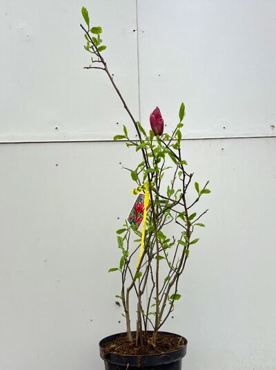 Purpur-Magnolie 'Nigra' (Magnolia liliiflora 'Nigra') 40–60 cm C5, mehrtriebige Pflanze im Topf mit Knospe und grünen Blättern