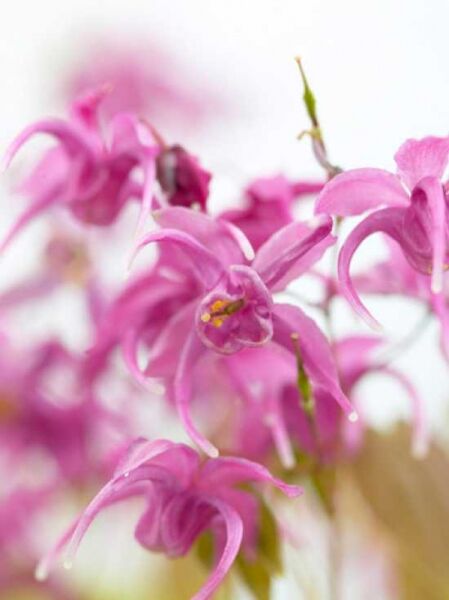 Großblütige Garten-Elfenblume 'Rose Queen' / Epimedium grandiflorum 'Rose Queen'
