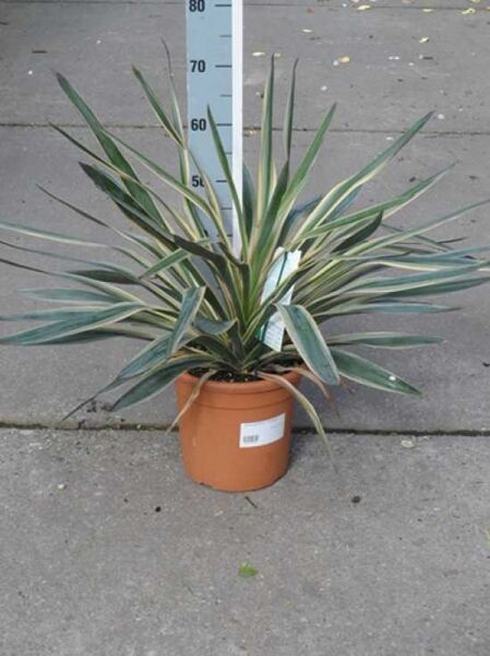 Yucca gloriosa 'Variegata' (Gelbbunte Kerzen-Palmlilie) im Topf C7, horstbildend mit schmalen grün-gelb panaschierten Blättern