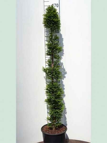 Taxodium distichum 'Pevé Minaret' / Sumpfzypresse 'Pevé Minaret', 125-150 cm, C20, säulenförmiger Nadelbaum im Topf