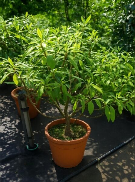 Japanischer Papierbusch (Edgeworthia chrysantha) 80-100 cm, C25, mehrtriebiger Strauch im Topf mit grünen Blättern