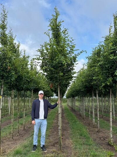 Säulen-Hainbuche Carpinus betulus 'Frans Fontaine' Hochstamm 16-18 StU mit Drahtballen, schlanke Krone im Feldanbau.