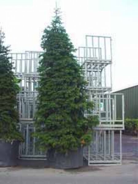 Abies nordmanniana / Nordmanns-Tanne / Kaukasus-Tanne