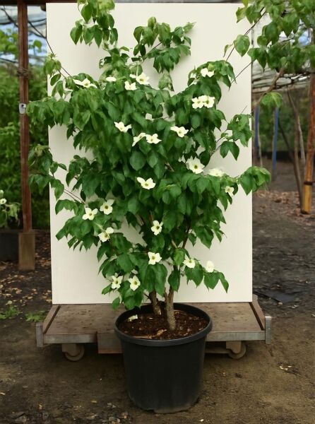 Japanischer Blumen-Hartriegel Cornus kousa 'Scarlet Fire'® 175-200 cm C50, mehrstämmig im Topf, grünes Laub, weiße Blüten