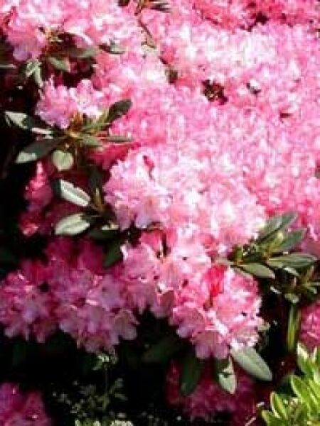 Rhododendron yakushimanum 'Anilin' / Rhododendron 'Anilin'