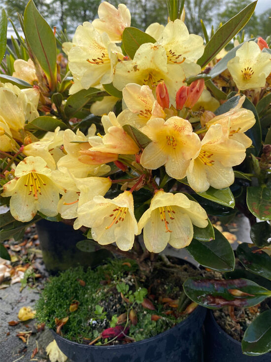 Rhododendron 'Moon Fire' - Rhododendron Hybride 'Moon Fire' - Baumschule  NewGarden