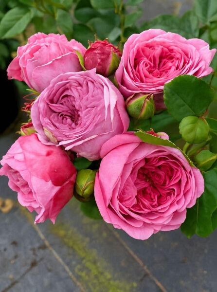 Edelrose Rosa 'Modern Art'® mit gefüllten, rosa Blüten und Knospen am Trieb, grünem Laub