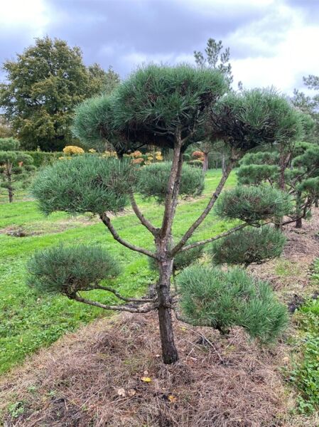 Waldkiefer (Pinus sylvestris) Garten-Bonsai Nr. 1390, 200 cm breit x 190 cm hoch, mehrstämmig mit Formschnitt-Polstern.