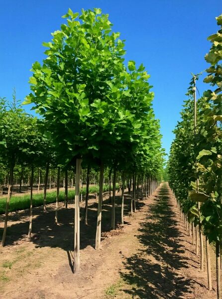 Liriodendron tulipifera, Amerikanischer Tulpenbaum Hochstamm 18-20 StU m. Db., Laubbaum mit kugeliger Krone in Baumschule