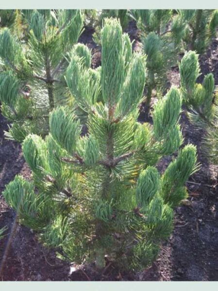bosnische Kiefer 'Satellit' / Pinus heldreichii 'Satellit'