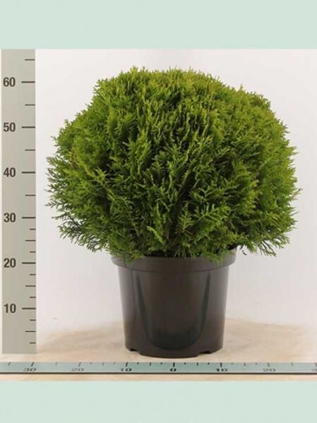 Thuja occidentalis 'Danica' / Lebensbaum 'Danica' im Topf C10, kugelig wachsend, 40–50 cm Höhe