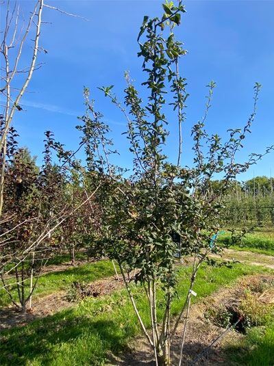 Deutsche Mispel / Echte Mispel / Mespilus germanica