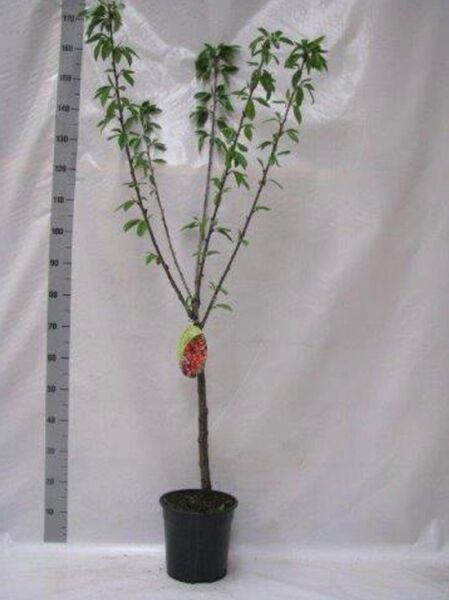 Prunus avium 'Hedelfinger Riesenkirsche' / Süßkirsche 'Hedelfinger Riesenkirsche', Wahlerkirsche 60 cm Stamm, C5 im Topf