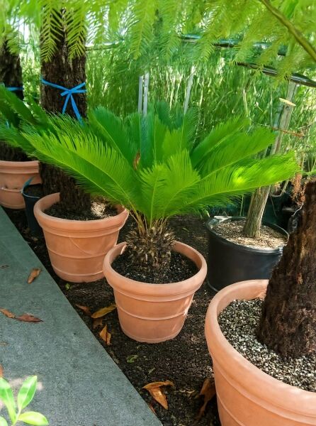 Japanischer Sagopalmfarn (Cycas revoluta) 80–100 cm C50 im Topf, kompakter Stamm mit fächerförmigen, grünen Wedeln.