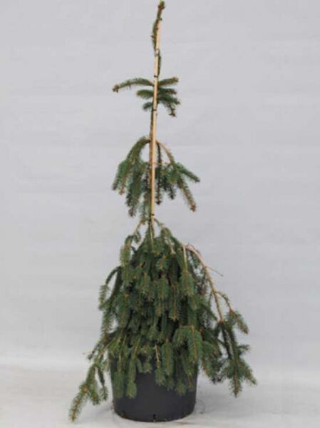Picea abies 'Inversa' / Hänge-Fichte 'Inversa', 100-125 cm C12, im Topf mit überhängenden, nadeligen Zweigen.