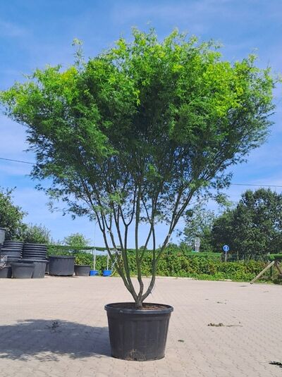 Japanischer Ahorn / Schlitz-Ahorn 'Seiryu' 250-300 cm Schirmform / Acer palmatum 'Seiryu' (1577124)