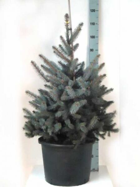 Picea pungens 'Erich Frahm' / Stech-Fichte 'Erich Frahm' 80-100 cm C25 im Topf, blaugrüne Nadeln, kompakter Wuchs