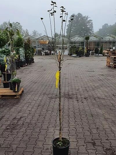 Echter Rotdorn (Crataegus laevigata) 'Paul's Scarlet', 120 cm Stamm im Topf, mehrtriebig mit kugeliger Krone und Laubknospen.