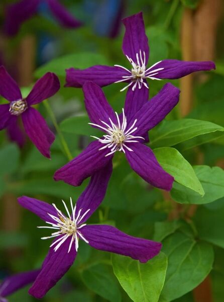 Mandel-Waldrebe (Clematis flammula) 'Sweet Summer Love' PBR mit violetten Blüten und weißem Stempelbüschel, grünes Laub