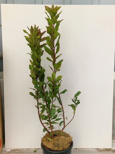 Westlicher Erdbeerbaum / Arbutus unedo