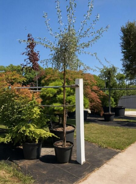 Pyrus salicifolia 'Pendula' / Weidenblättrige Hänge-Birne 'Pendula', 200 cm Stamm 10-12 StU, im Container mit überhängender Krone.