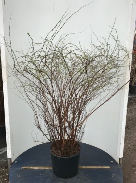 Weiße Rispen-Spiere 'Grefsheim' / Weiße Rispen-Spiere 'Grefsheim'