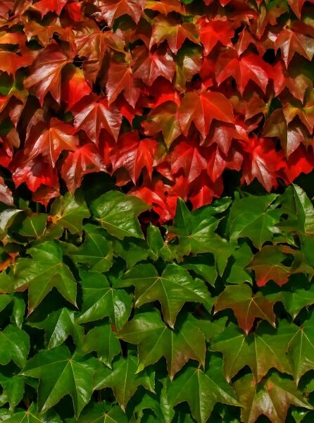 Parthenocissus tricuspidata 'Veitchii Robusta' / Dreilappige Jungfernrebe 'Veitchii Robusta' mit grünem und rotem Laub an Ranktrieben