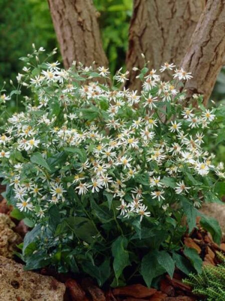 Sperrige Aster / Weiße Wald-Aster / Aster divaricatus