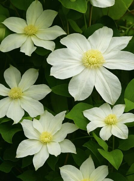 Waldrebe Clematis 'Moonlight' (Clematis) mit cremeweißen Blüten und gelbem Blütenzentrum zwischen grünem Laub.