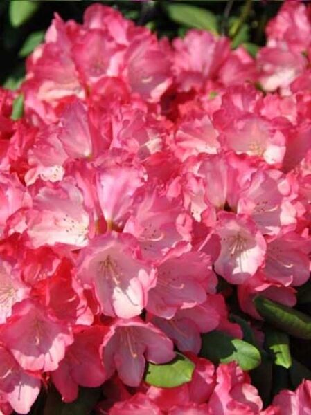 Rhododendron 'Fantastica' / Rhododendron yakushimanum 'Fantastica'