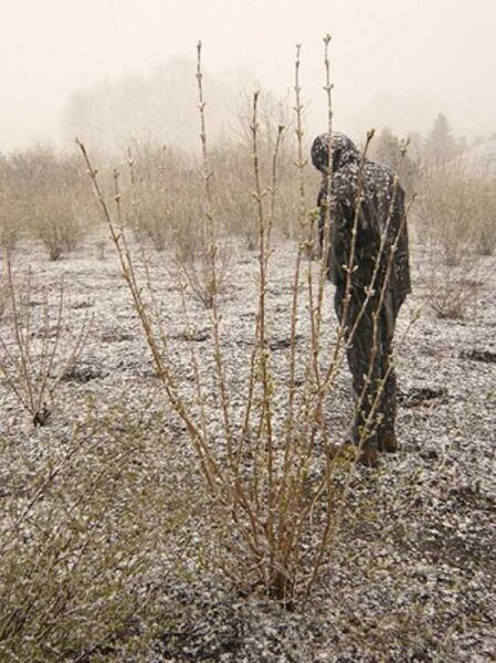 Corylus avellana (Gewöhnliche Hasel/Haselnuss) 175–200 cm m. B., mehrstämmiger Strauch mit aufrechten Trieben und Knospen im Beet.