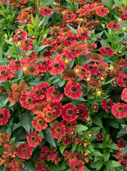 Helenium hybrida 'Red Jewel' / Garten-Sonnenbraut