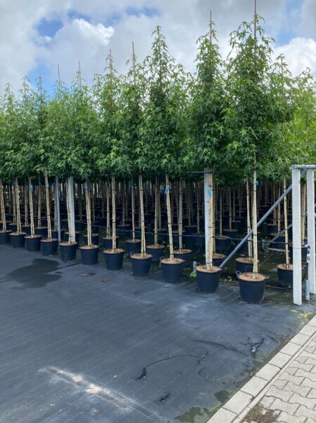 Amberbaum 'Worplesdon' / Liquidambar styraciflua 'Worplesdon' kaufen