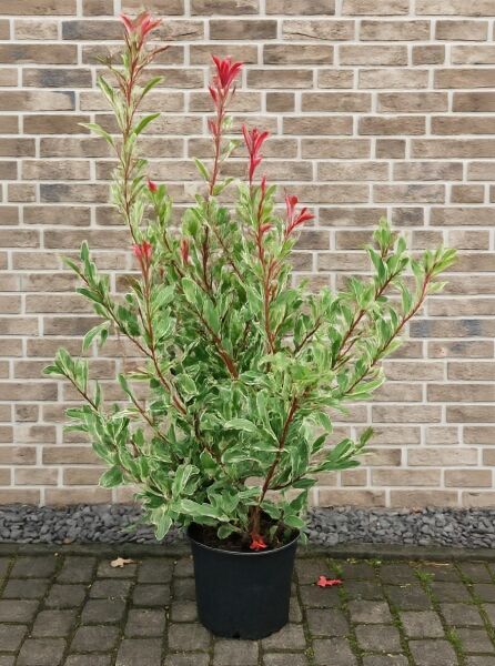 Photinia fraseri 'Pink Marble' – weißgrüne Glanzmispel, variegiertes Laub mit rötlichem Austrieb, 125-150 cm, C20-Topf