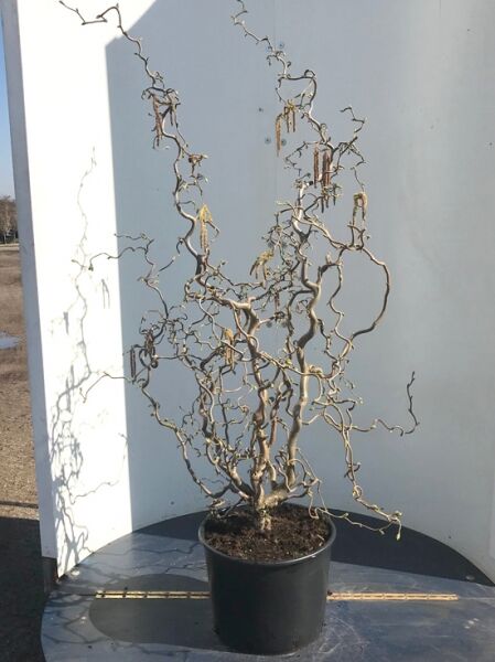 Korkenzieher-Hasel 'Contorta' (Corylus avellana 'Contorta') 100-125 cm C20 im Topf mit gedrehten Zweigen und Kätzchen