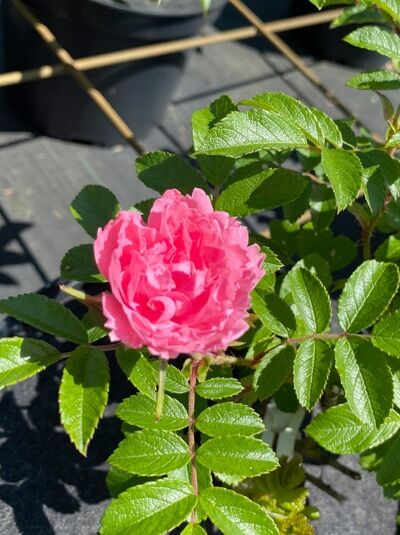 Englische Rose Rosa 'F.J.Grootendorst' mit gefüllter pinker Blüte und glänzend grünen, gezähnten Blättern am Trieb.