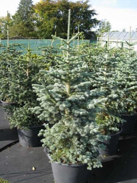 Abies lasiocarpa arizonica / Kork-Tanne