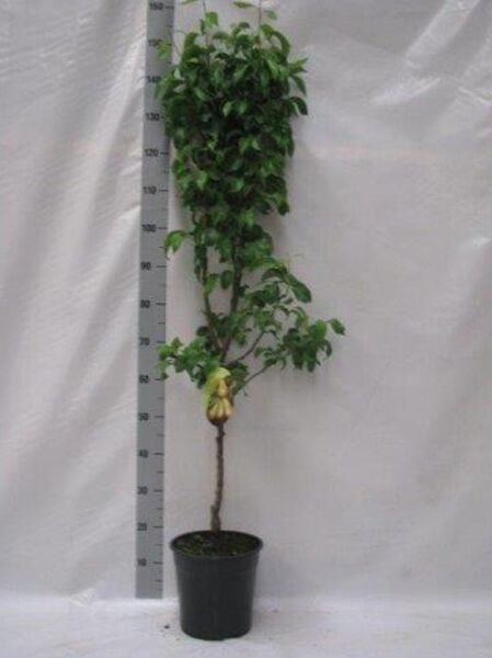 Birne „Gute Luise“ (Pyrus communis „Gute Luise von Avranches“) 100–125 cm C5, Hochstamm im Topf mit grünem Laub und Frucht