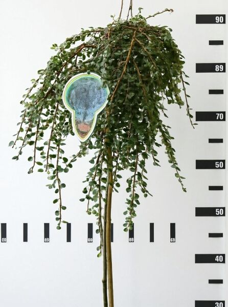 Immergrüne Kriechmispel Cotoneaster procumbens 'Streibs Findling' als Hochstamm, 80 cm Stamm, mit überhängenden Trieben, im C4-Topf.