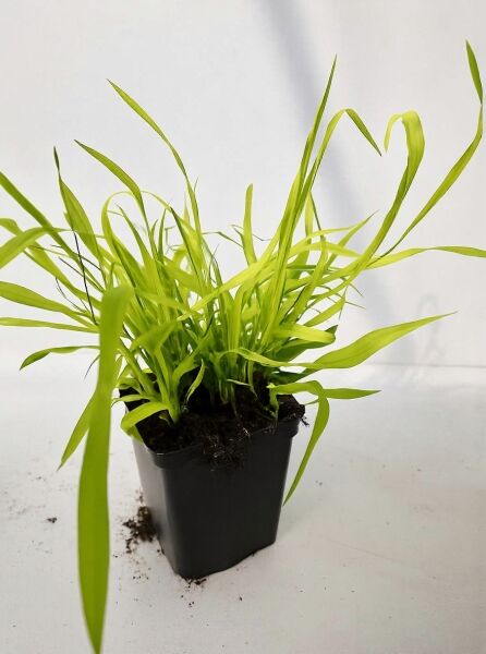 Milium effusum 'Aureum' / Gold-Flattergras 'Aureum' im P9-Topf, grasartiger Horst mit hellgrünen, schmalen Blättern