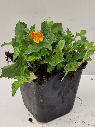 Mimulus 'Orange Glow' / Garten-Gauklerblume 'Orange Glow' P9 im Topf mit grünem Laub und orangegelber Blüte