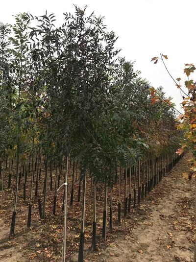 Purpur-Esche / Schmalblättrige Esche / Fraxinus angustifolia 'Raywood'