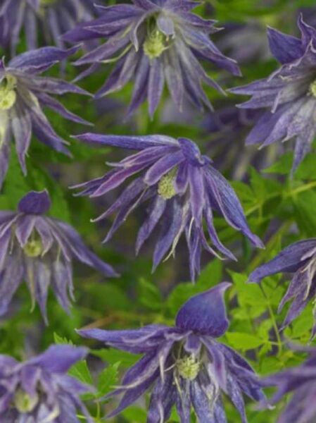 Waldrebe 'Spiky' / Clematis 'Spiky' PBR
