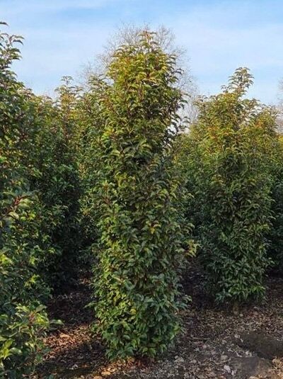 Portugiesischer Kirschlorbeer 'Brenelia' ® / Prunus lusitanica 'Brenelia' ®